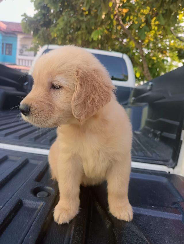 โกลเด้นรีทรีฟเวอร์ปทุมธานี​ 3