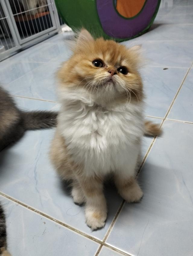 ลูกแมวเปอร์เซีย ส้มขาว กาฟิว 4