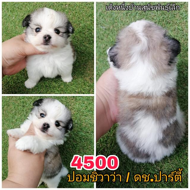 ปอมผสมชิวาว่า พร้อมย้าย