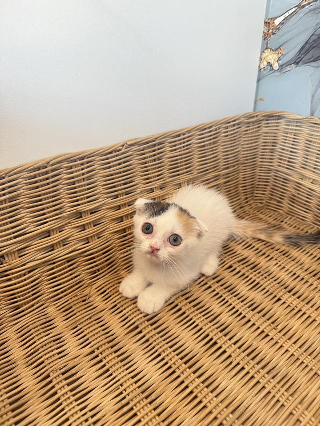 แมวพันธุ์สก๊อตติชแท้