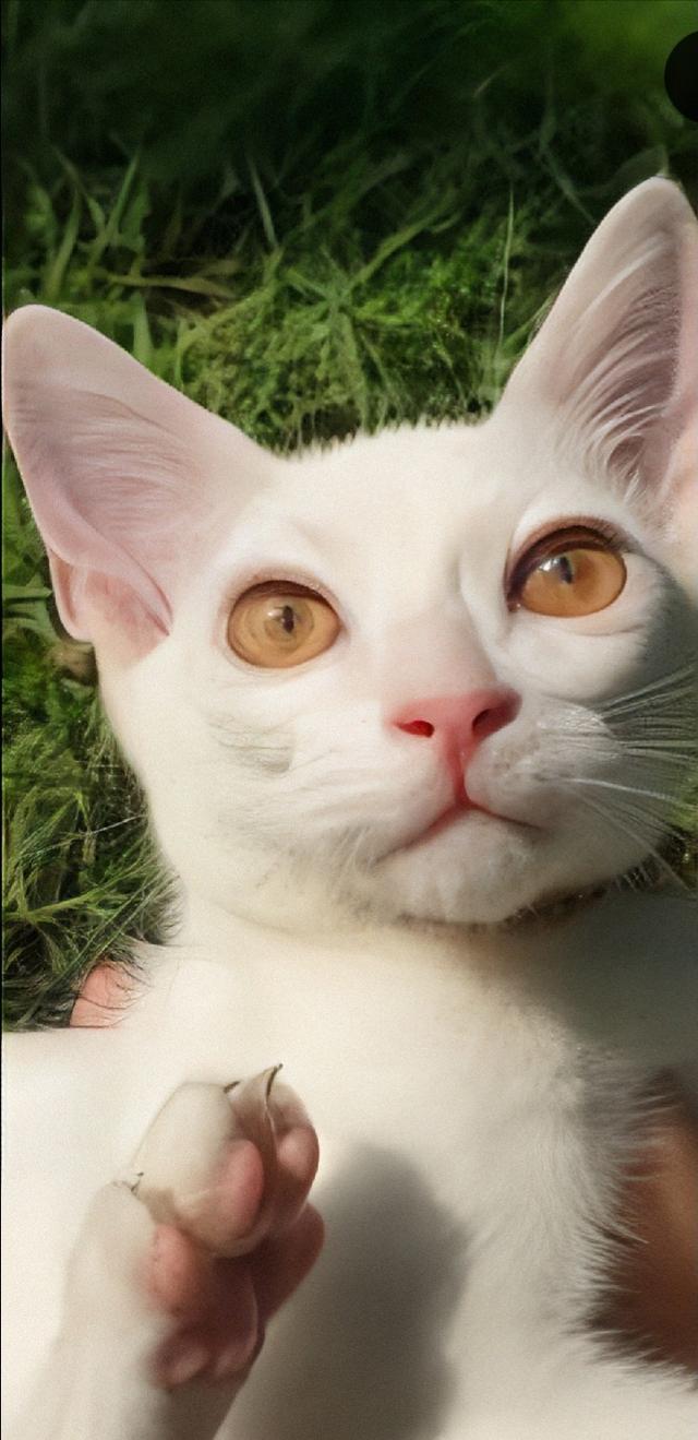 แมวขาวมณีตาเหลือง 1