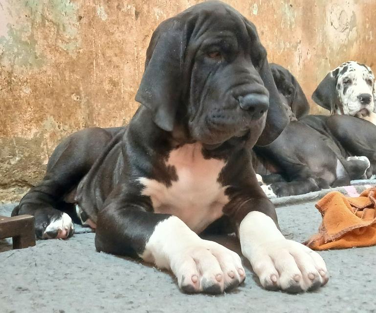 ลูกเกรทเดนคุณภาพ Great dane for sale รูปที่ 19