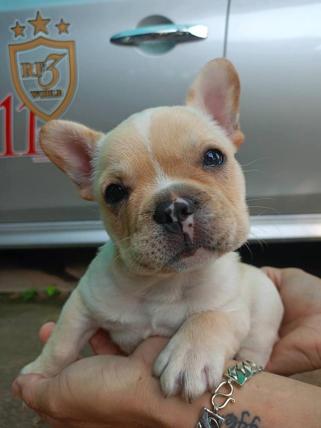 สุนัขสายพันธุ์ french bulldog สายเลือดดี