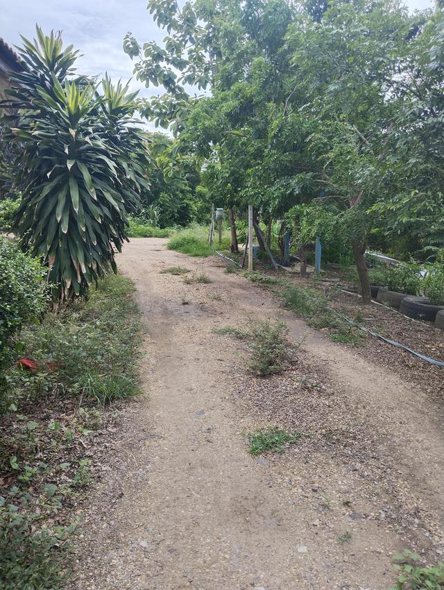 บ้านสวนสวยร่มรื่น ศรีประจันต์ สุพรรณบุรี 9