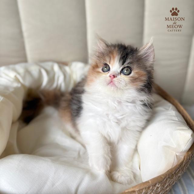 เปอร์เซียแท้ พร้อมย้าย 14/9 7