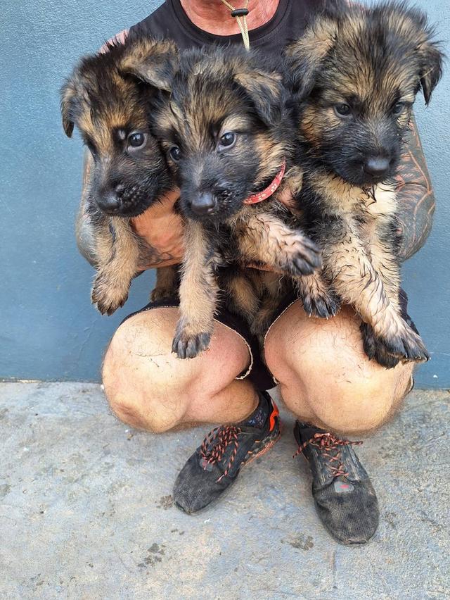 Adorable German Shepherd Puppies - Ready now !