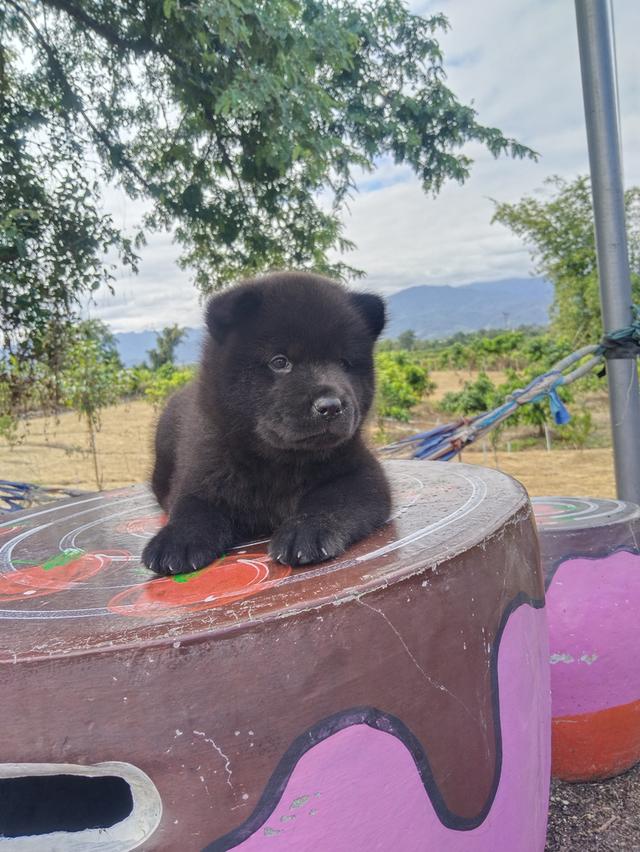 เชาเชา ผสม ไซบีเรียน 6