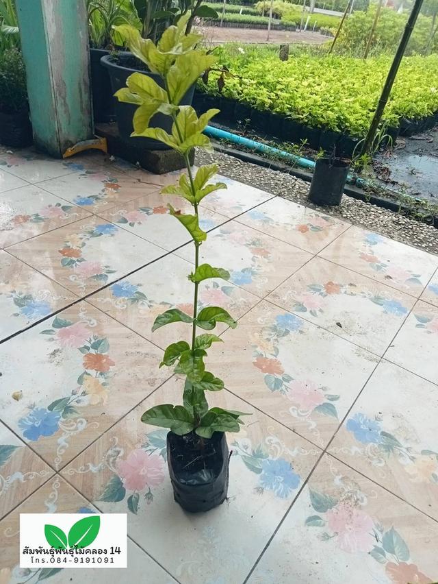 มะลิซ้อน ต้นมะลิซ้อน