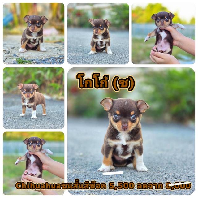 ชิวาวาแท้ ขนสั้น ขนสองชั้น พร้อมย้ายบ้าน รูปที่ 4