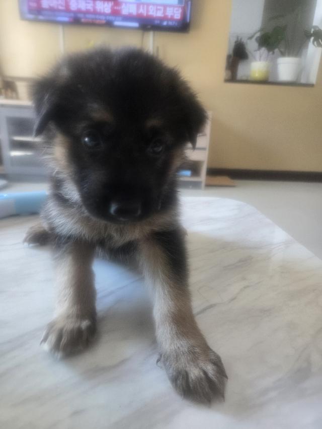Urgent Sale German Shepherd Puppies and Parents āļĢāļđāļāļāļĩāđ 12