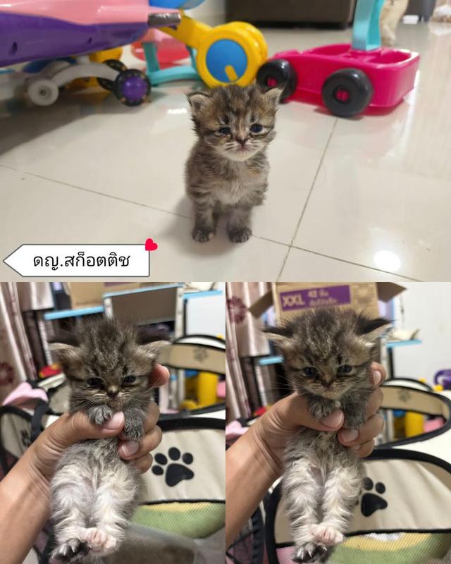 สก็อตติช