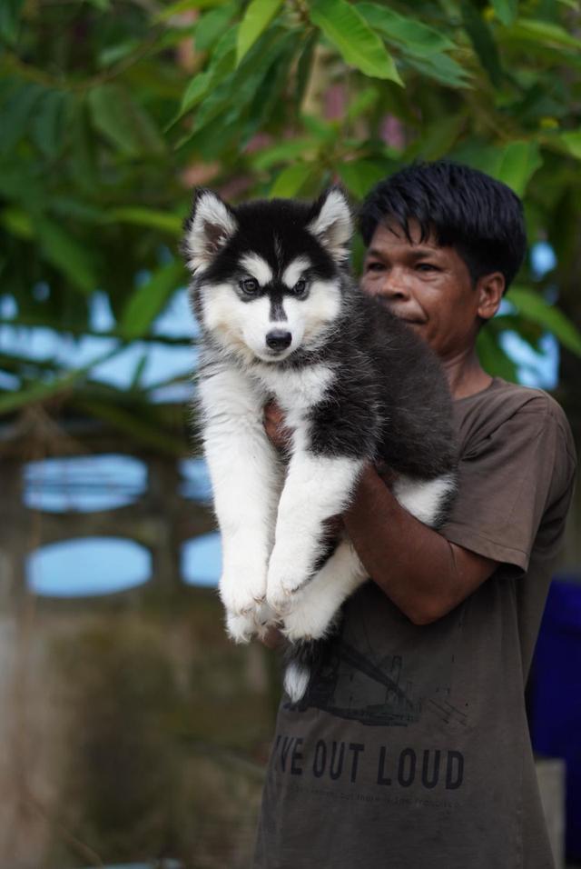 西伯利亚哈士奇幼犬出售 | 泰国 纯种认证 | 血统证书 | 健康保障 รูปที่ 11