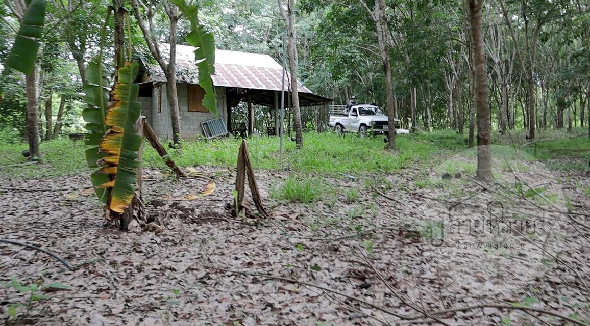 ขายที่ดิน (โฉนด) บ้านพร้อมสวนยาง-จังหวัดน่าน 25 ไร่ 6