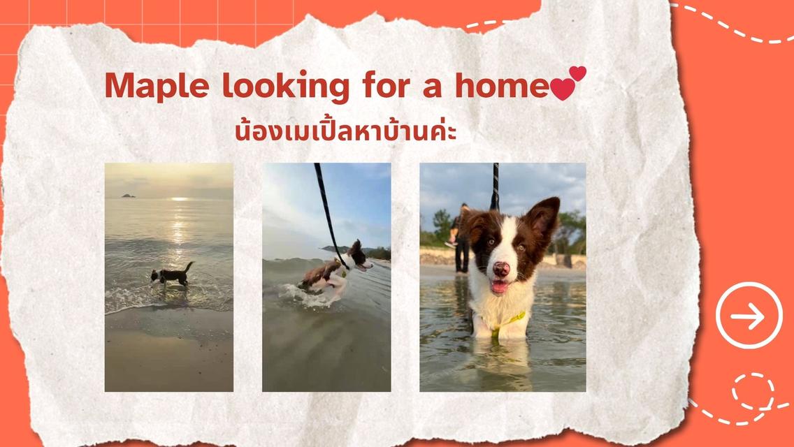 Border Collie 7 months 💕บอร์เดอร์ คอลลี่ อายุ 7 เดือน 5