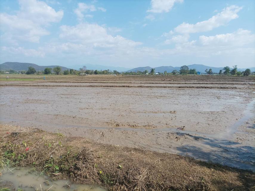 ขายที่ดิน 5ไร่3งาน ต.ป่าป้อง อ.ดอยสะเก็ด จ.เชียงใหม่ 11