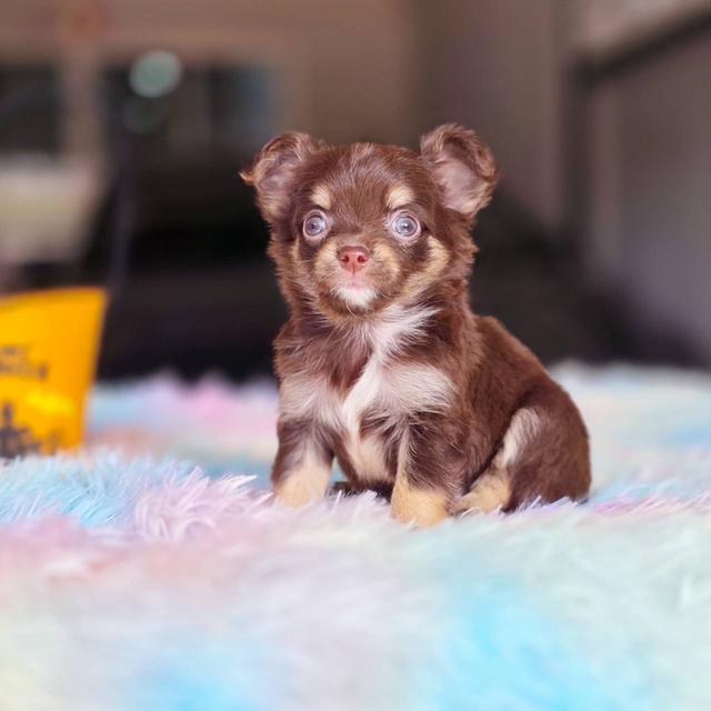 ชิวาวาแท้ขนยาว สีช็อค เพศผู้