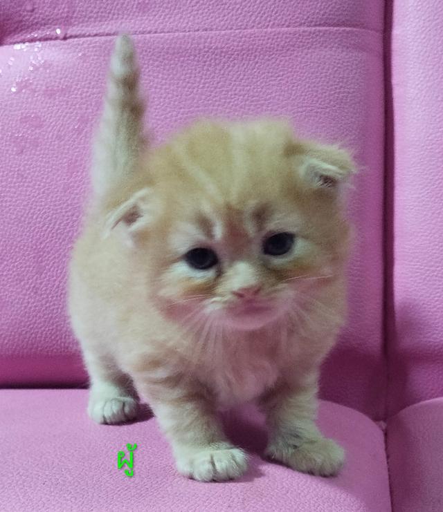 ขายแมวสก๊อตติสโฟร์ด😻 รูปที่ 4