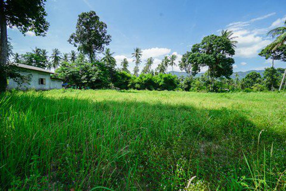 Land for sale 2 rai Koh Samui 3