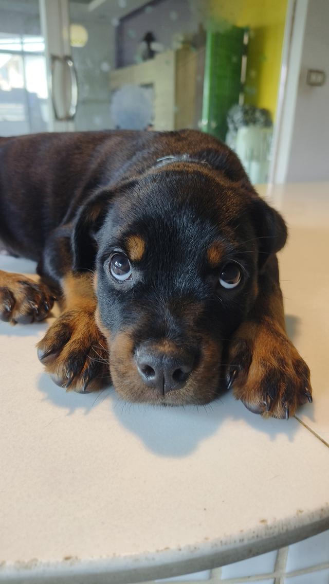 ลูกสุนัข ร๊อตไวเลอร์ rottweiler puppies อายุ 90 วัน ตัวใหญ่มาก