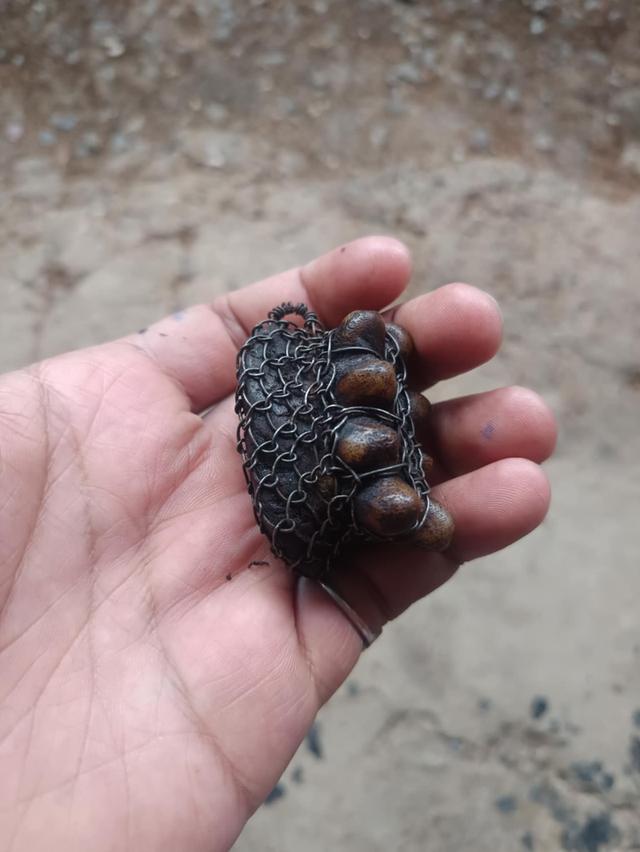 เขากวาง