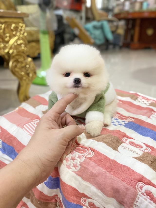 ลูกปอมเมอเรเนียนแท้ สอบถามได้ค่ะ 3