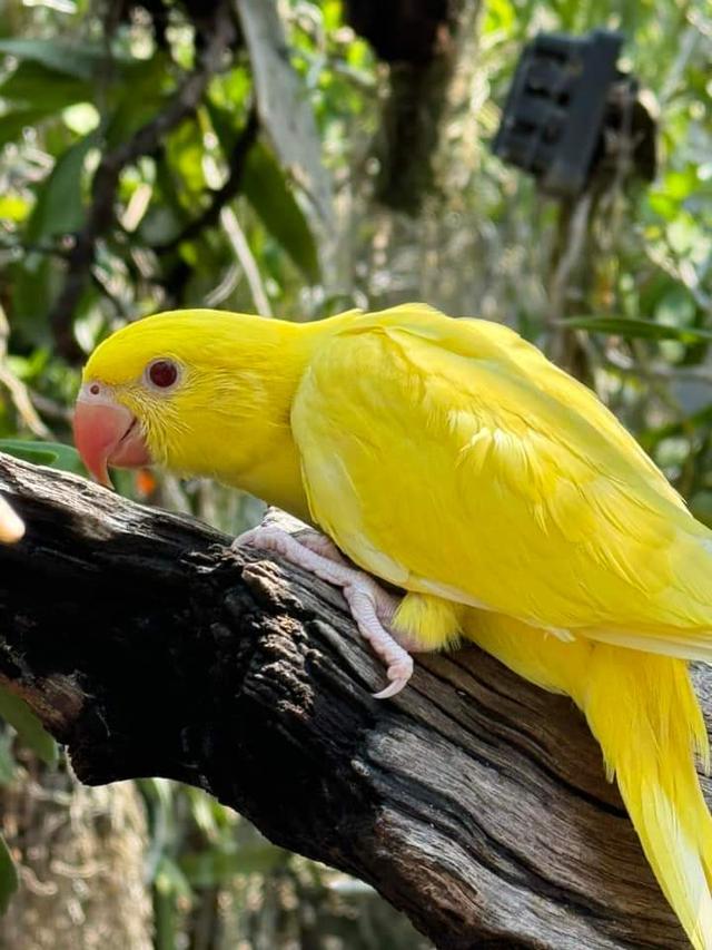 นกแก้ว ตัวผู้สีเหลือง 5
