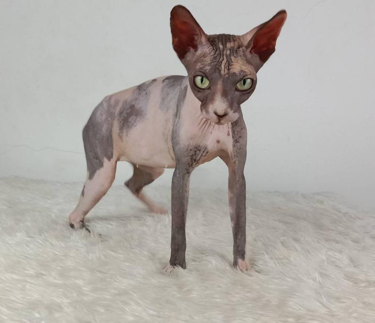 20.แมวสฟิงซ์/เพศเมีย หาบ้าน Sphynx Cat/Female looking for a new home 2