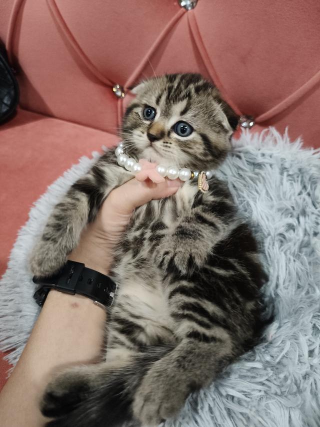 เด็กชายหูพับ หาบ้าน ฟรอมหมีอ้วน🏡😻
