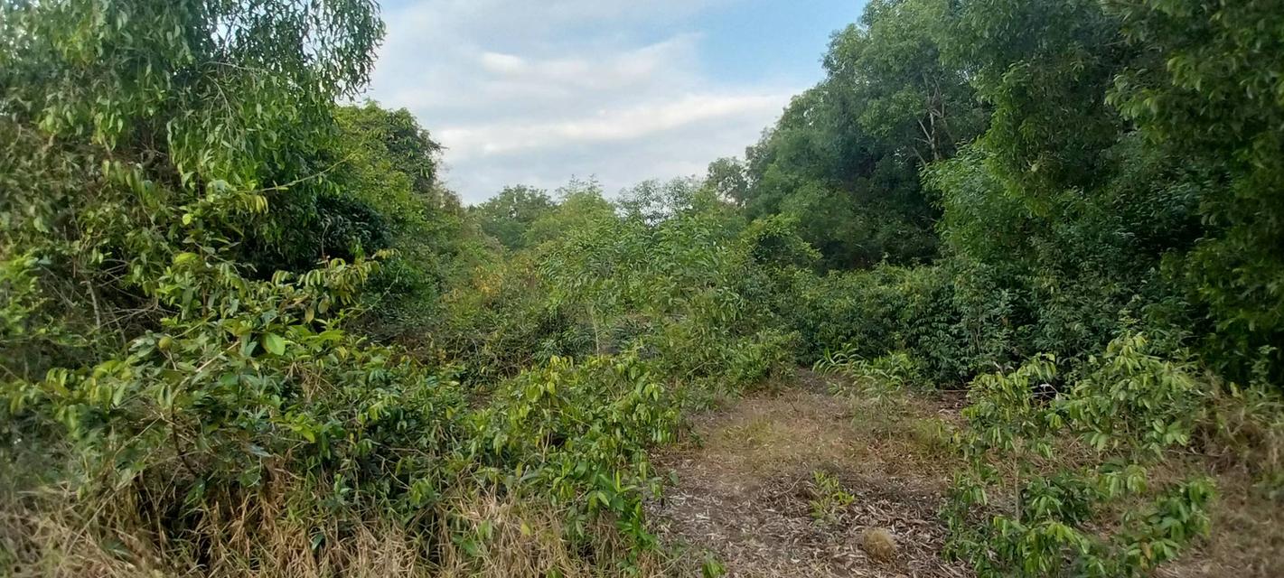 ที่ดินเปล่า จำนวน 1 ไร่ 5