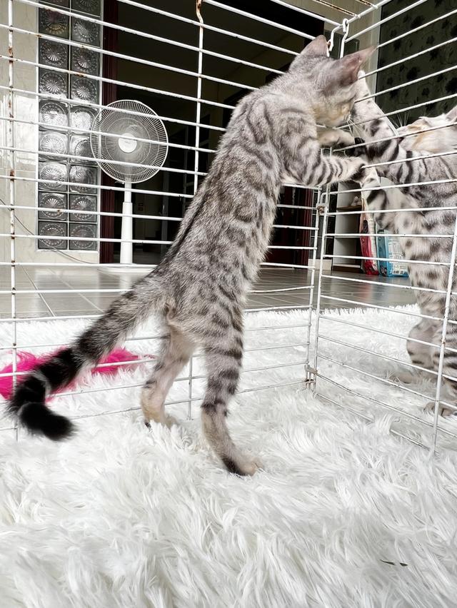 ขายน้องแมวเบงกอลซิลเวอร์ เพศชาย 