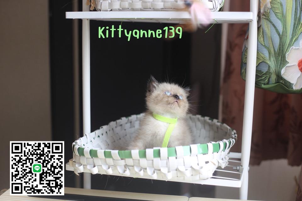 น้องแมวลูกครึ่งสก็อตติชเปอร์เซีย 12