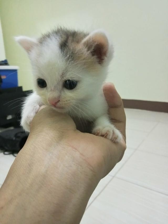 แมวสกอตติชเปอเซีย