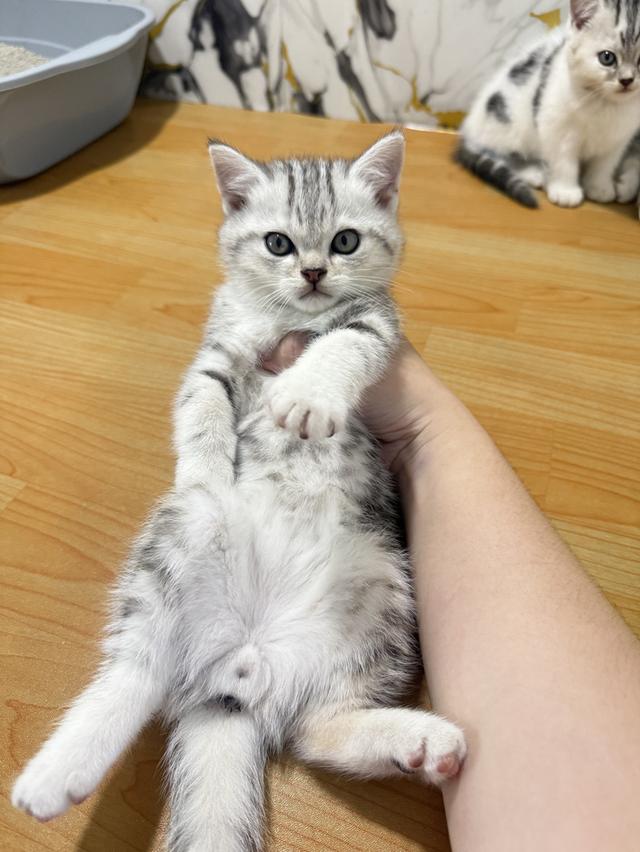 แมวพันธุ์สก๊อตติชแท้ รูปที่ 8