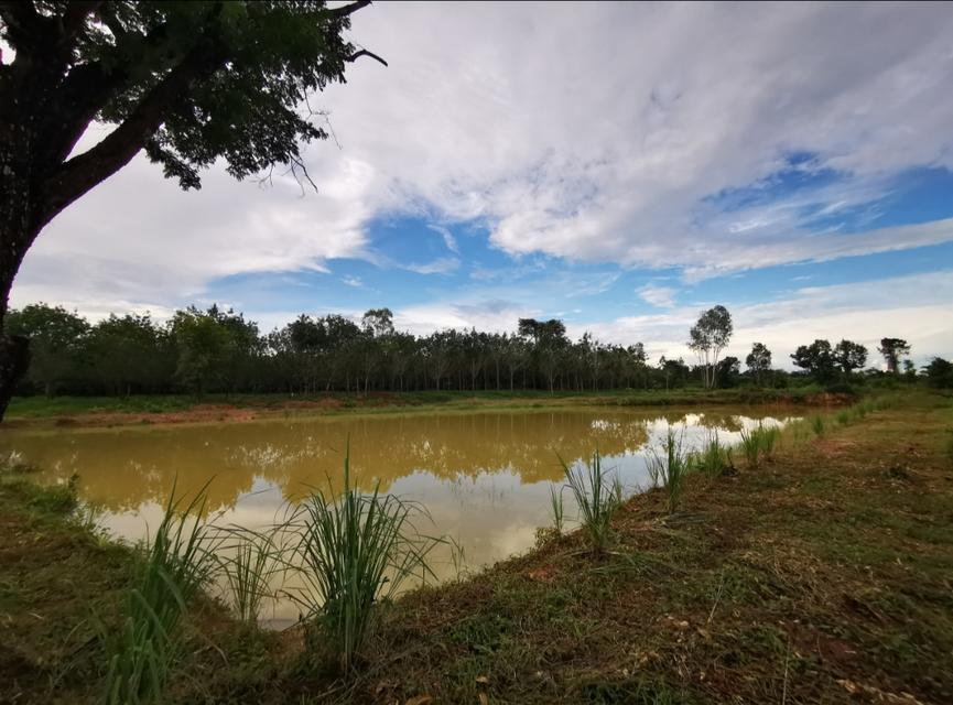 ขายที่ดิน บึงกาฬ สวนยาง+บ่อน้ำ โฉนด ครุฑแดง นส4 จ 5 ไร่กว่า เจ้าของขายเอง 2