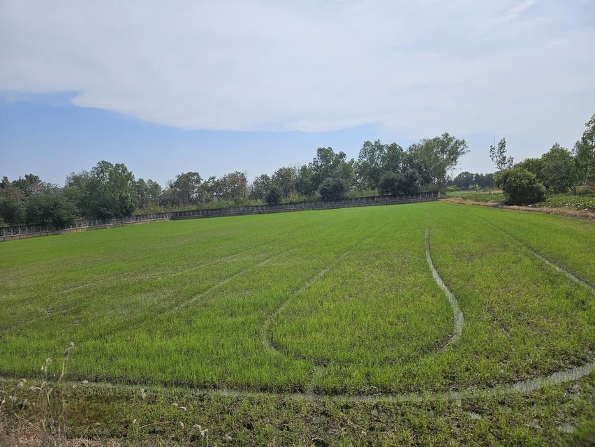 ที่ดินใกล้พระราชวังบางปะอินราคาเพียง 2800 บาทต่อตารางวา จังหวัดพระนครศรีอยุธยา 3