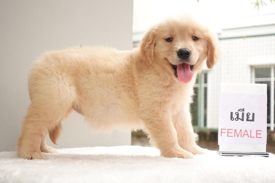 Golden Retriever Puppies | WhatsApp me : +66 63 826 3042 รูปย่อยที่ 4