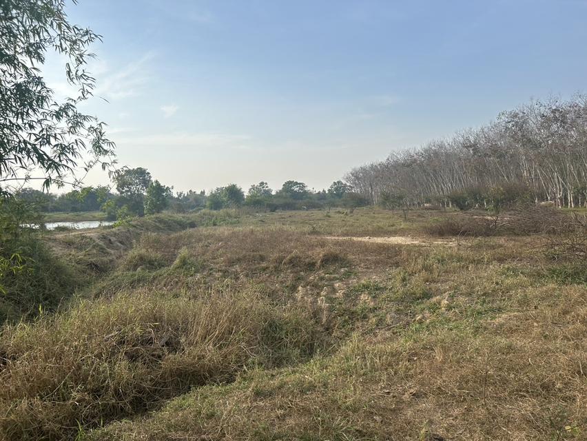 ขายที่ดินว่างเปล่าเหมาะสำหรับปลูกผลไม้ในอำเภอแกลงจังหวัดระยอง 3