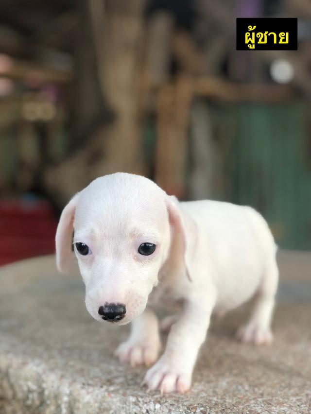 หาบ้านให้น้อง Jack Russell Terrier 🐶 แข็งแรง ลายสวย พ่อแม่แท้  รายละเอียด  พันธุ์ Jack Russell Terrier  อายุ: 2 เดือน เพศ: ผู้ / เมีย  สุขภาพแข็งแรง