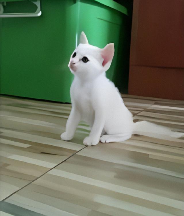 แมวขาวมณีผสมเปอร์เซีย 3