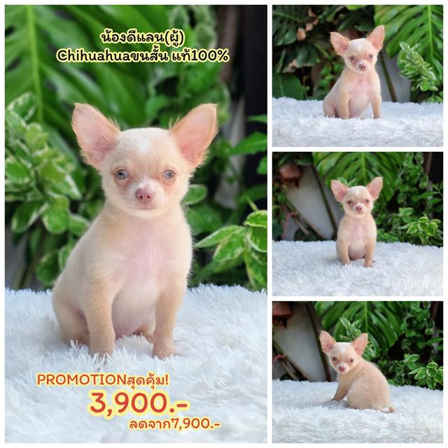 Sale ชิวาวาตัวน้อย 5