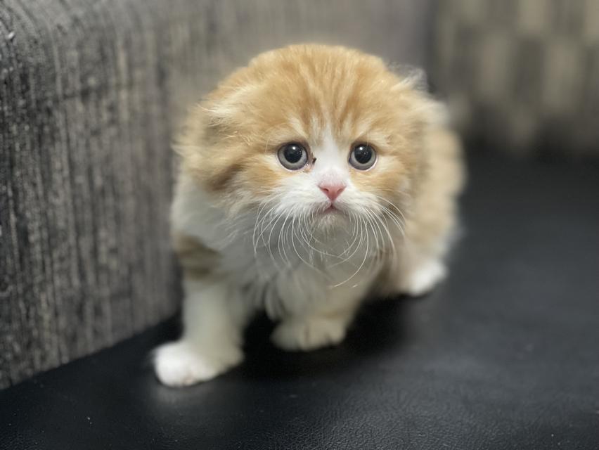 น้องส้มมงคล-เพศผู้(เกิด19/9/68) 15