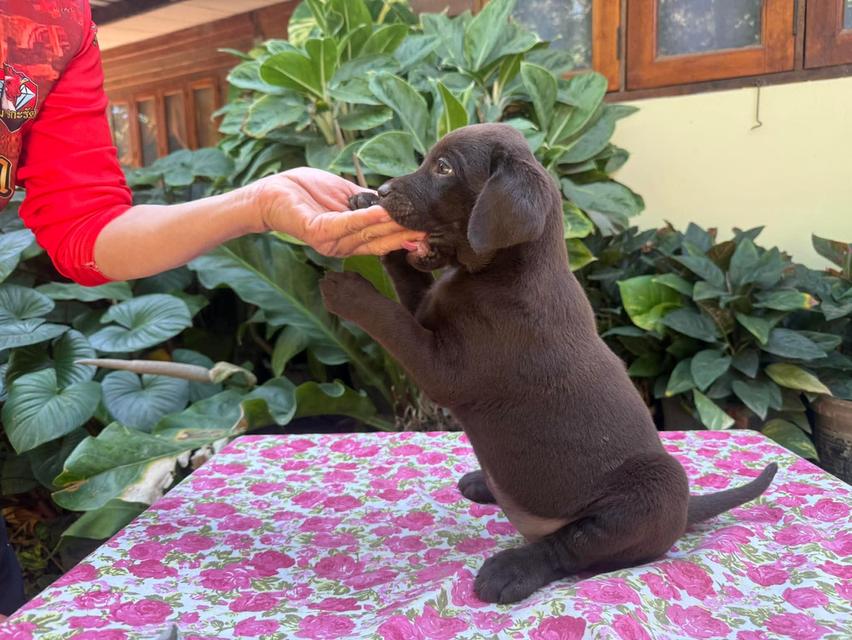 สุนัขลาบราดอร์ รีทรีฟเวอร์ รูปที่ 3