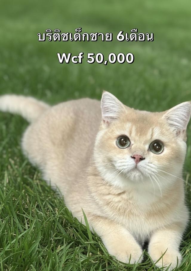 แมวบริติช เพดใบเพดwcf และรับนำเข้าแมวจาก ตปท. 6