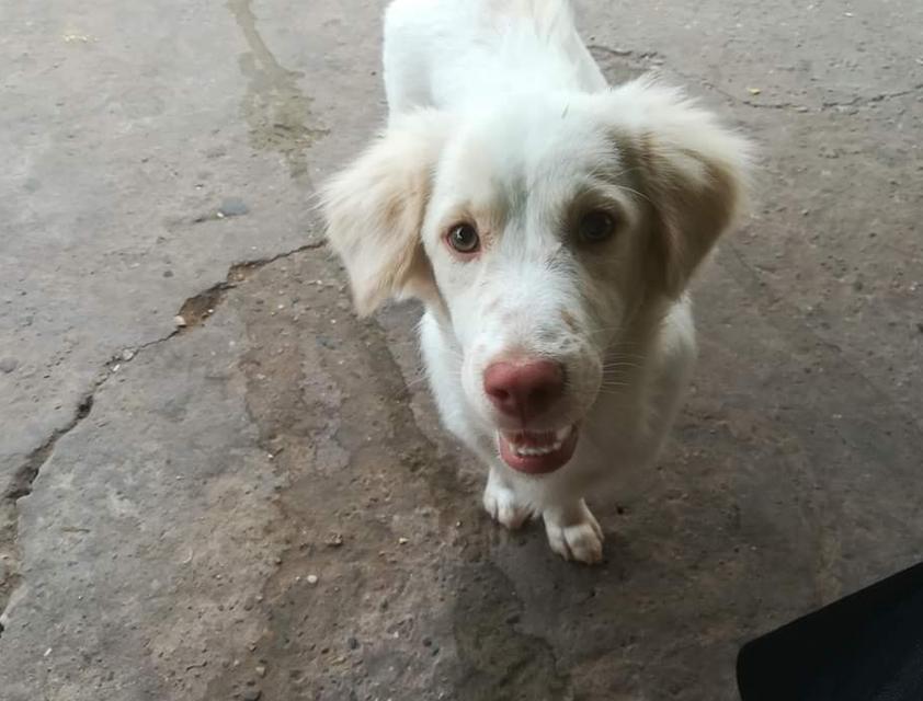 White Golden Retriever หมาน้อยจมูกชมพู 4