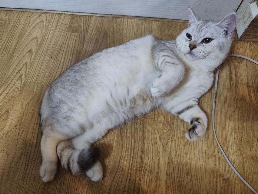 แมวสก็อตติส โฟลด์แท้ ผช