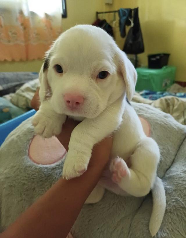 สุนัขบีเกิ้ลสีขาว 2