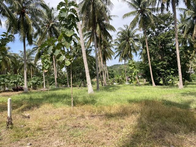 ขายอสังหาริมทรัพย์บ้านที่ดิน ขายที่ใกล้ทะเล ต.สะพลี อ.ปะทิว จ.ชุมพร ราคาคุยได้ สนใจโทรตรง 096-882-1857 4