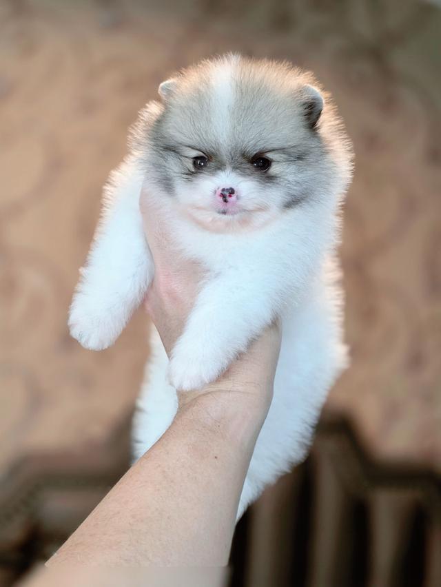 ปอมเมอเรเนียนแท้ พิกัดรามอินทรา 12