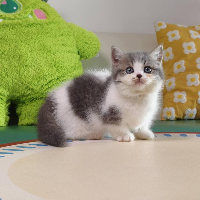 แมวมันช์กิ้น Munchkin short leg Oscat cattery chiangmai
