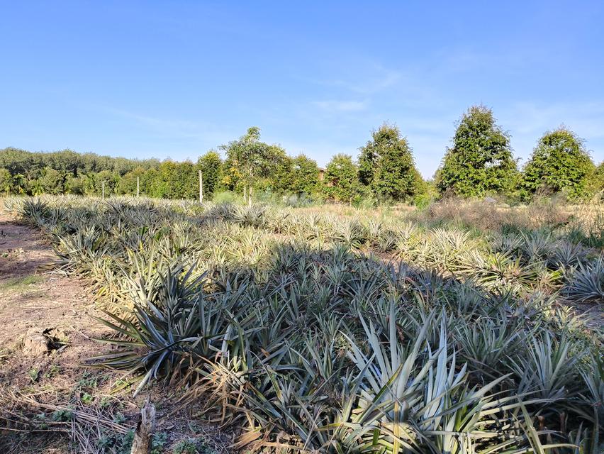 ( ด่วน )ขายที่ดิน อ.แกลง ระยอง ยกแปลง เนื้อที่ 4 ไร่ - 49.6 ตารางวา 4